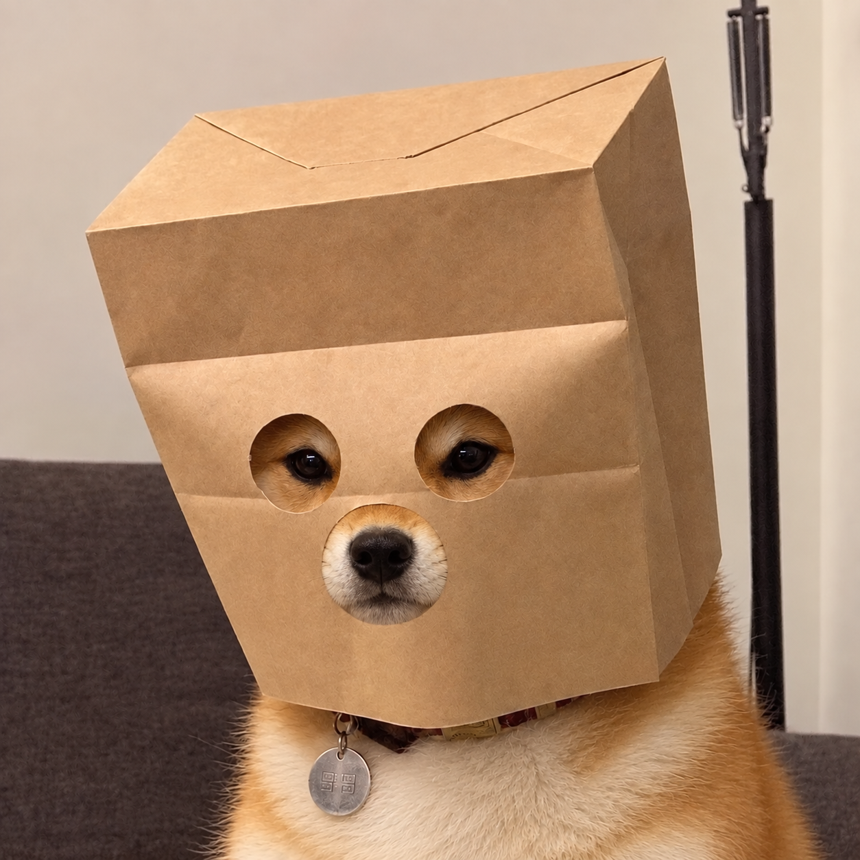 ZDOG doge wearing a cardboard mask
